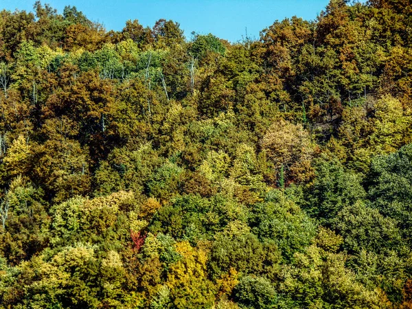 Kopec Stromy Během Podzimu — Stock fotografie