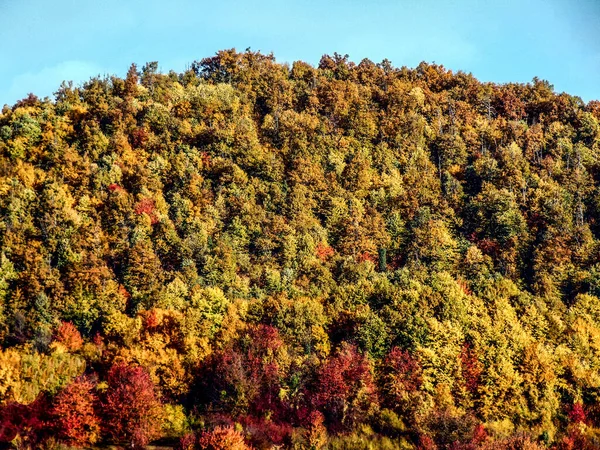 Kopec Stromy Během Podzimu — Stock fotografie