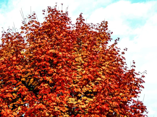 Дерево Осенью Городе Байя Маре Румыния — стоковое фото