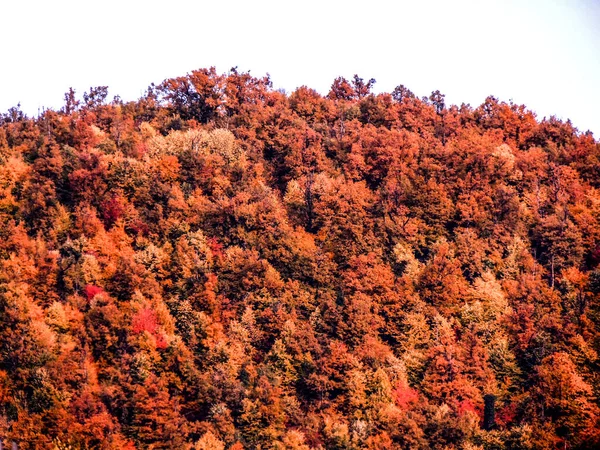 Kopec Stromy Během Podzimu — Stock fotografie