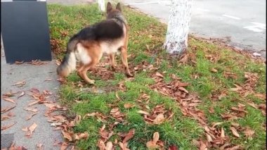 Bir Alman çoban köpeği şehirde çimlere basıyor.