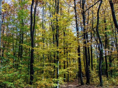 Sonbaharda ormandaki ağaçlar - Romanya