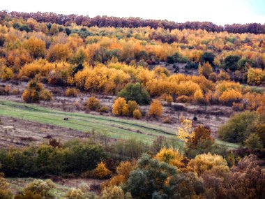 Romanya 'nın Maramures kentinde sonbahar manzarası
