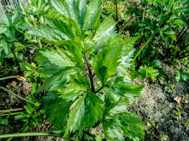 Bahçedeki kereviz bitkisi - Romanya