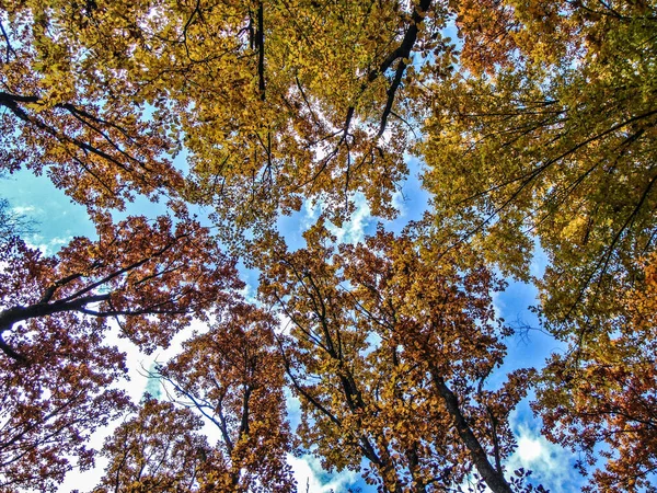 Arbres Dans Forêt Automne Vue Bas — Photo