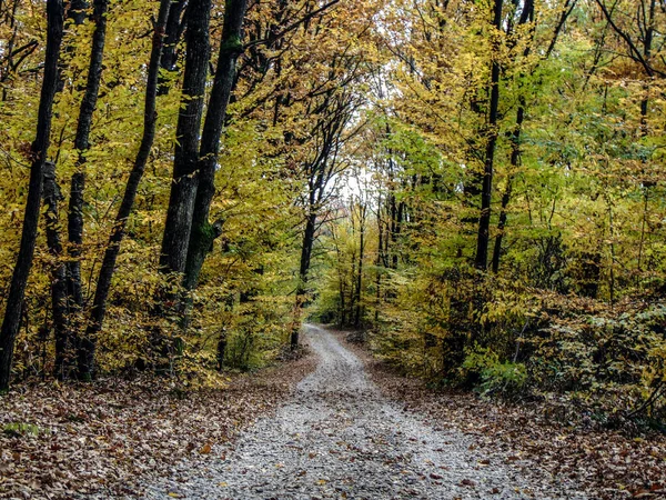 Camino Bosque Otoño —  Fotos de Stock