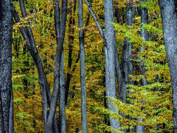 Árboles Bosque Otoño Rumania —  Fotos de Stock