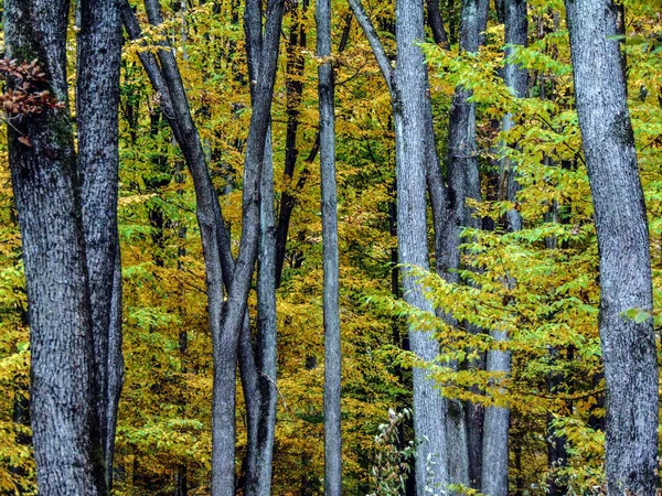 Árboles Bosque Otoño Rumania —  Fotos de Stock