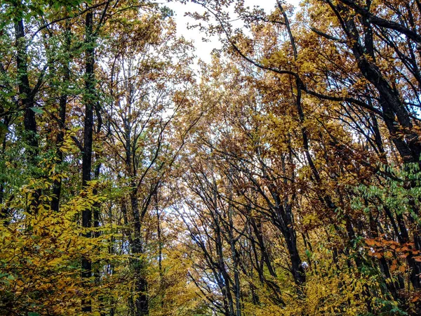 Árvores Floresta Outono Roménia — Fotografia de Stock