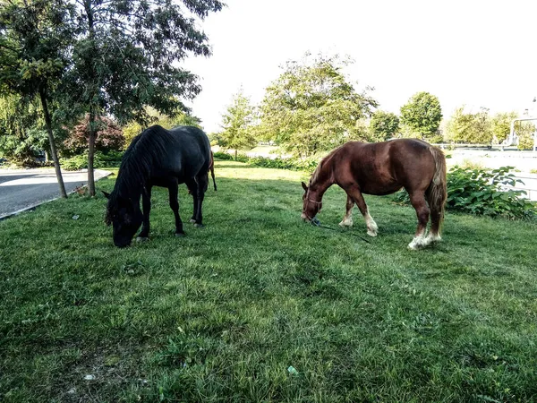 Zwei Pferde Grasen Auf Dem Gras — Stockfoto