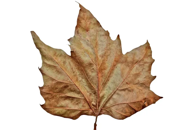 Brown Plane Tree Leaf Autumn Romania — Stock Photo, Image