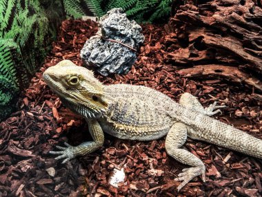 Kafeste agama kertenkelesi