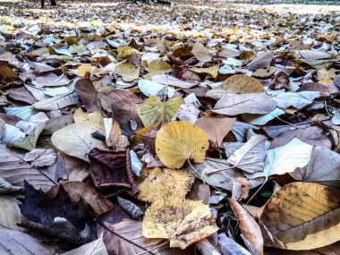 Parkta yapraklar - sonbahar