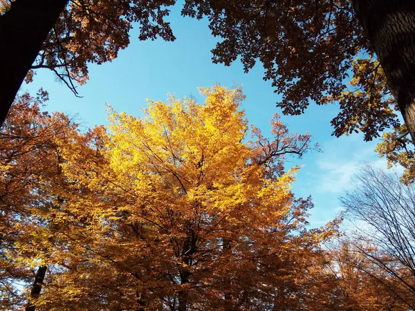Осенний Пейзаж Парке Румыния — стоковое фото