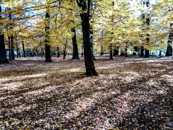 公园的秋季景观 罗马尼亚 — 图库照片