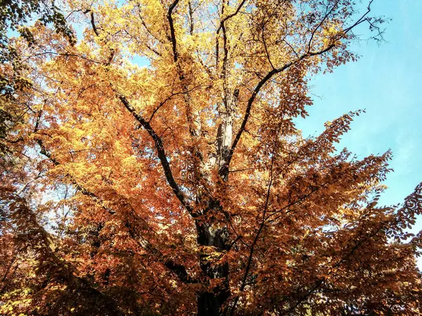 公園の秋の風景 ルーマニア — ストック写真