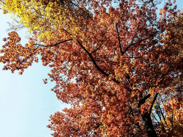 Северный Красный Дуб Осенью — стоковое фото