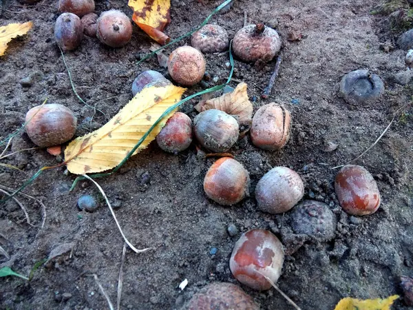 Sonbaharda Yerde Meşe Palamudu — Stok fotoğraf