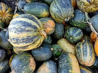 Romanya 'da çiftlikte bir grup balkabağı