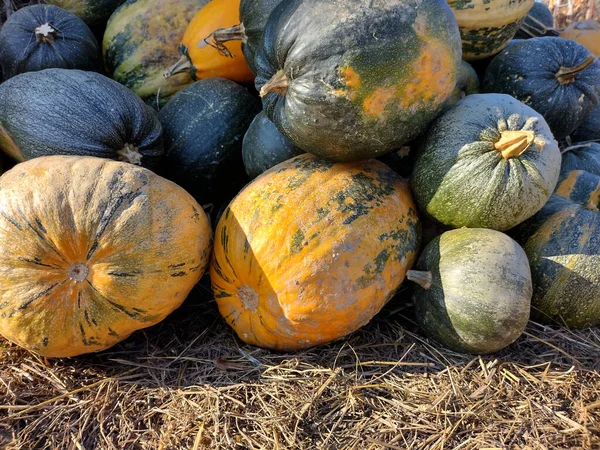 Grupo Calabazas Granja Rumania —  Fotos de Stock