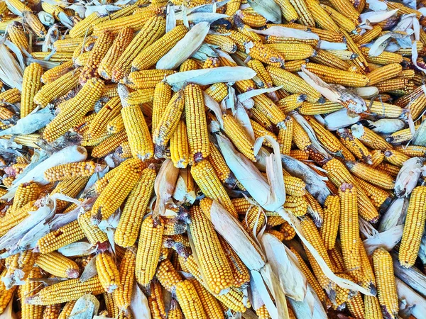 Egy Halom Frissen Szedett Kukorica Mezőről — Stock Fotó