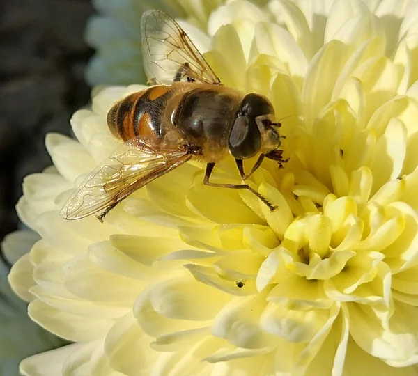 Pszczoła Kwiatku Rumunia — Zdjęcie stockowe