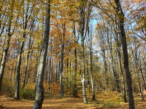 Otoño Bosque Maramures Rumania —  Fotos de Stock