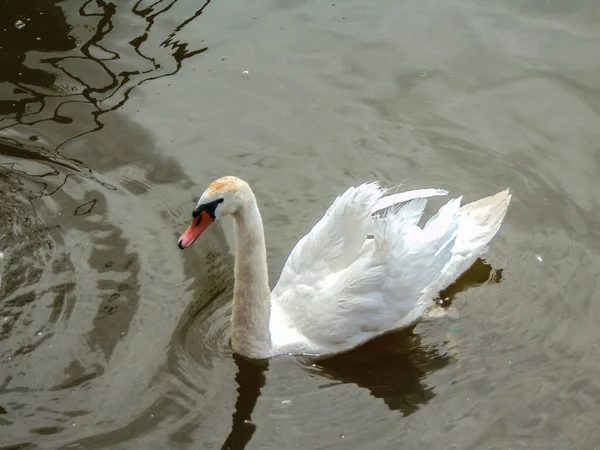 Cisne Água Animais — Fotografia de Stock