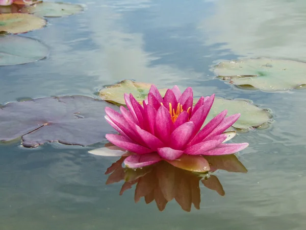 Water Lily Water — Stock Photo, Image