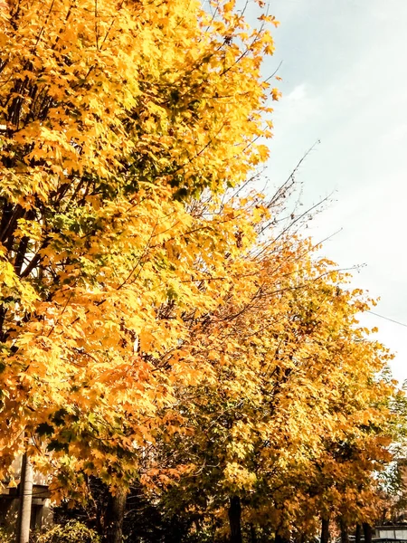 Желтые Деревья Осенью Румыния — стоковое фото