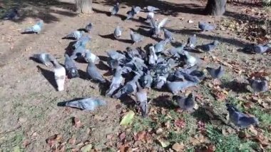Bir grup güvercin yerde toplandı.