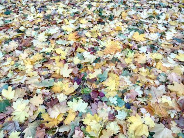 Akçaağaç sonbahar zemininde yapraklanır - Acer platanoides