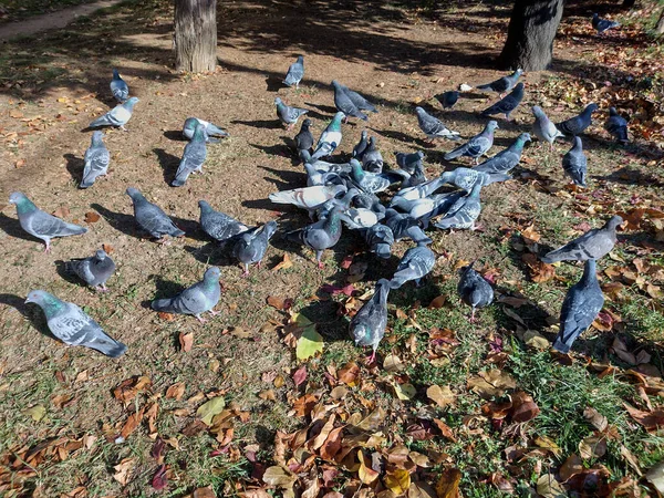 Group Pigeons Ground — Stock Photo, Image