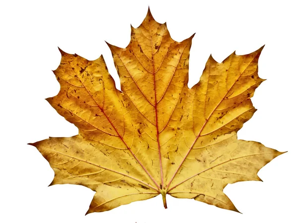 Javorový List Podzim Izolovaný Bílém — Stock fotografie