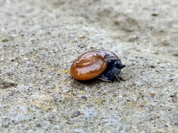 罗马尼亚的小蜗牛 宏观观 — 图库照片