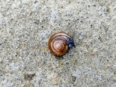 Romanya 'da küçük bir salyangoz - makro manzara
