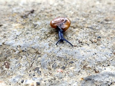 Romanya 'da küçük bir salyangoz - makro manzara