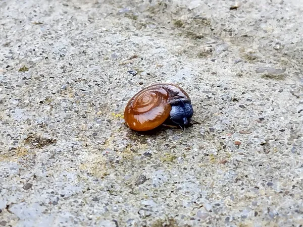 Little Snail Romania Macro View — Stock Photo, Image