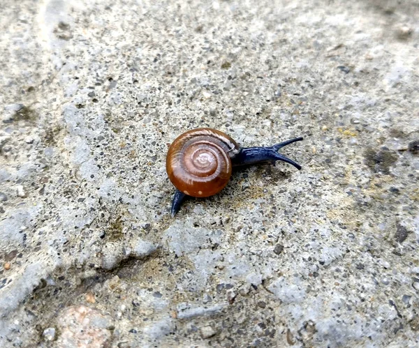 Kleine Schnecke Rumänien Makroansicht — Stockfoto