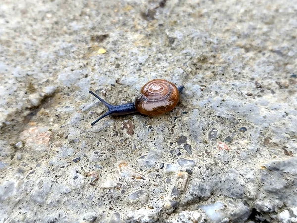 Pequeño Caracol Rumania Vista Macro — Foto de Stock