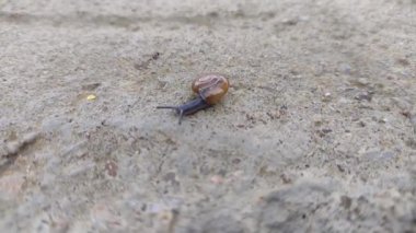 Romanya 'da küçük bir salyangoz - makro manzara