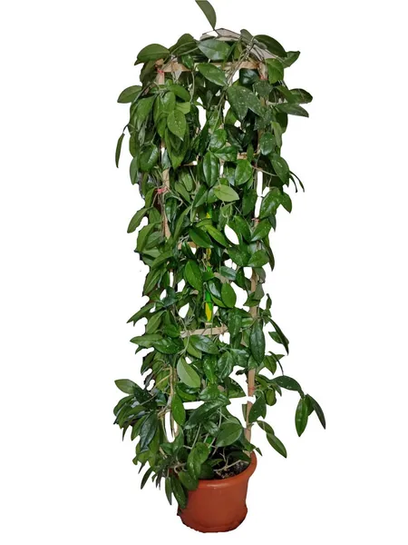 Rostlina Medovice Hoya Carnosa Izolovaná Bílém — Stock fotografie