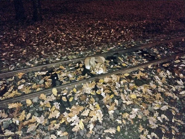 Una Volpe Siede Sulla Ferrovia Autunno — Foto Stock