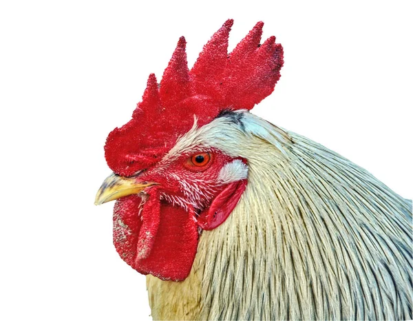 Rooster Isolated White Background — Stock Photo, Image