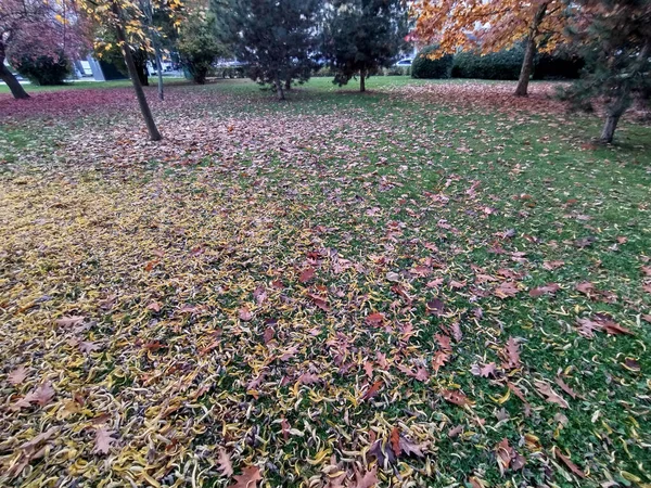 公园里的秋天树叶 罗马尼亚 — 图库照片