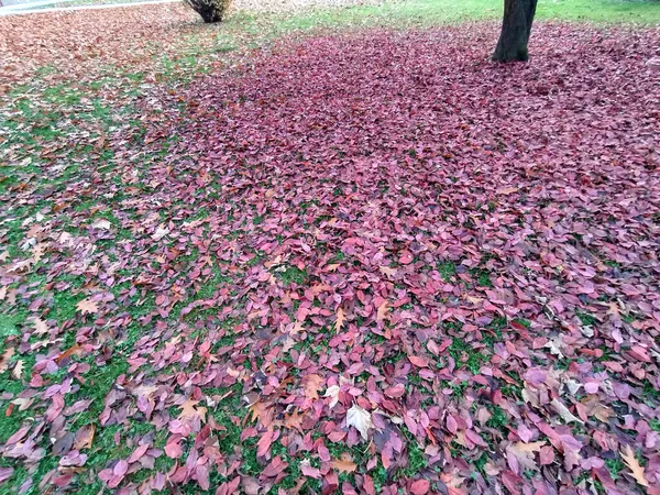 Őszi Levelek Parkban Románia — Stock Fotó