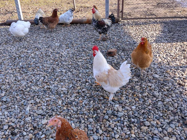 White Rooster Other Chickens Farm Maramures Romania — Stock Photo, Image