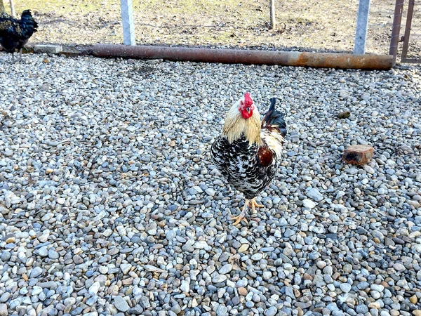 Kohout Jiná Kuřata Farmě Maramures Rumunsko — Stock fotografie