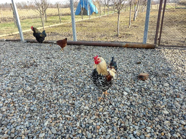 Tupp Och Andra Kycklingar Gården Maramures Rumänien — Stockfoto