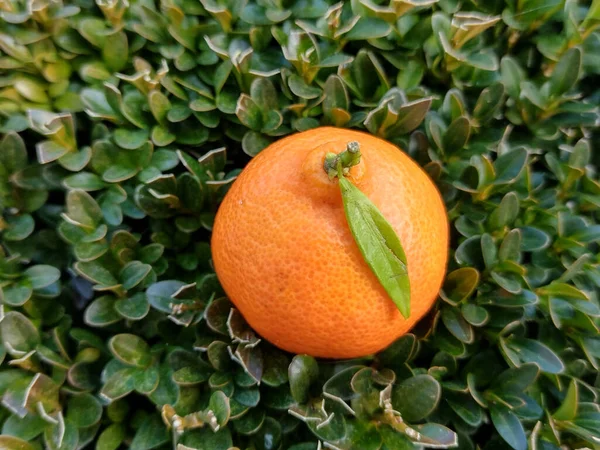 Clement Fruit Een Groene Achtergrond — Stockfoto